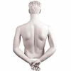 Male Arms - Hands Behind Back - White