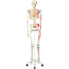 3B® Anatomical Model - Max The Muscle Skeleton on Roller Stand