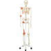3B® Anatomical Model - Leo The Ligament Skeleton on Roller Stand