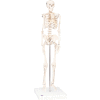 3B® Anatomical Model - Shorty The Mini Skeleton on Mounted Base