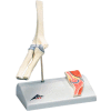 3B® Anatomical Model - Mini Elbow Joint with Cross Section of Bone on Base