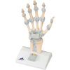 3B&#174; Anatomical Model - Hand Skeleton with Ligaments