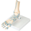 3B® Anatomical Model - Foot Skeleton with Ligaments