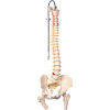 3B&#174; Anatomical Model - Flexible Spine, Classic, Femur Heads