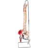 3B® Anatomical Model - Flexible Spine, Classic, Femur Heads, Painted