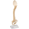 3B® Anatomical Model - Pediatric Spine (BONElike)