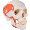 3B® Anatomical Model - Functional Skull, 2-Part with Masticator Muscles