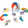 3B® Anatomical Model - Deluxe Neuro-Anatomical Brain, 8-Part