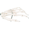 3B® Anatomical Model - Loose Bones, Hand Skeleton, Left