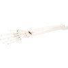 3B&#174; Anatomical Model - Loose Bones, Hand Skeleton with Ulna and Radius, Right