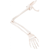 3B® Anatomical Model - Loose Bones, Arm Skeleton with Scapula and Clavicle, Right