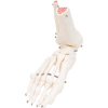 3B® Anatomical Model - Loose Bones, Foot Skeleton with Ankle, Right