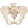 3B® Anatomical Model - Female Pelvic Skeleton with Movable Femur Heads