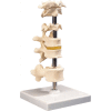 3B® Anatomical Model - 5 Mounted Vertebrae with Removable Stand