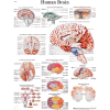 3B® Anatomical Chart - Brain, Paper