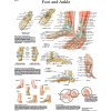 3B® Anatomical Chart - Foot & Ankle, Paper