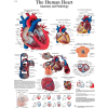 3B® Anatomical Chart - Heart, Sticky Back