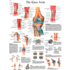 3B® Anatomical Chart - Knee Joint, Sticky Back