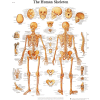 3B® Anatomical Chart - Skeleton, Laminated