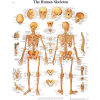 3B&#174; Anatomical Chart - Skeleton, Laminated