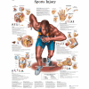 3B® Anatomical Chart - Sports Injuries, Laminated