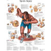 3B&#174; Anatomical Chart - Sports Injuries, Sticky Back