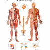 3B® Anatomical Chart - Nervous System Chart, Paper