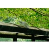 Handi-Hut Universal Solar Powered Shelter Light 24"W x 3"D x 3"H - STH-1401