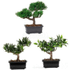 Nearly Natural 8.5'' Bonsai Silk Plant Collection (Set of 3)