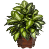 Nearly Natural Golden Dieffenbachia Silk Plant