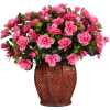 Nearly Natural Azalea with Vase Silk Plant