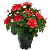 Nearly Natural Hibiscus with Black Hexagon Vase Silk Plant