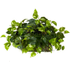 Nearly Natural Pothos Ledge Plant (Set on Foam) Silk Plant
