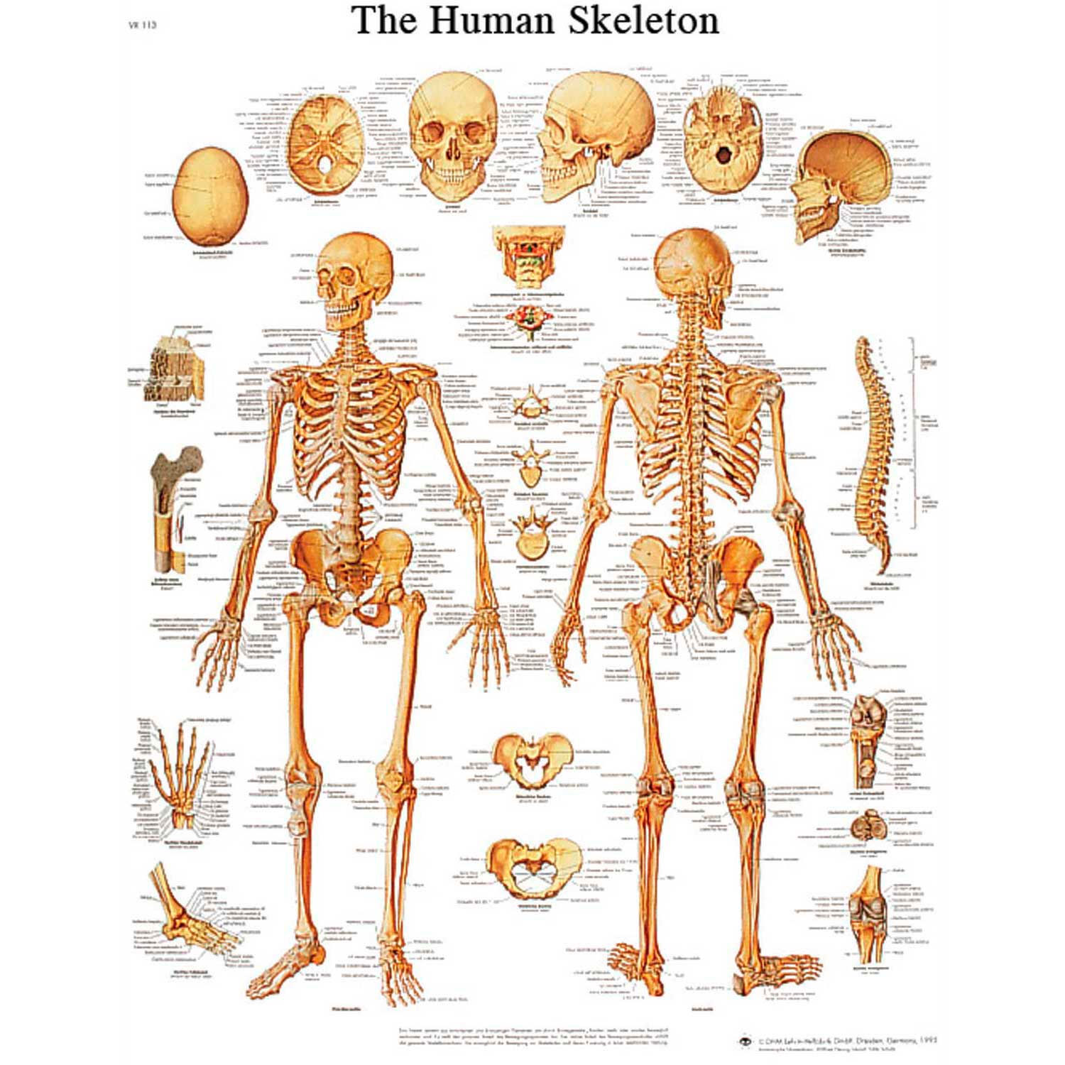 Laminated Anatomical Charts