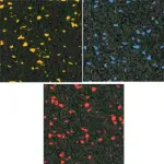 ROPPE Rubber Fitness Flooring