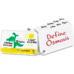 Flash Cards