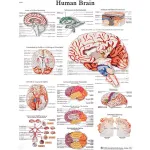 Anatomical Charts