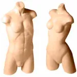 Fiberglass Torso Forms