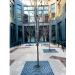 Plastic Tree Grates