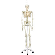 3B&#174; Anatomical Model - Phil The Physiological Skeleton on Roller Stand