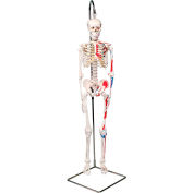 3B&#174; Anatomical Model - Shorty The Mini Skeleton with Muscles on Hanging Stand