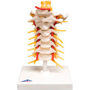 3B&#174; Anatomical Model - Cervical Spinal Column