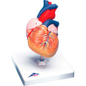 3B&#174; Anatomical Model - Heart, 2-Part