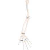 3B&#174; Anatomical Model - Loose Bones, Arm Skeleton, Left