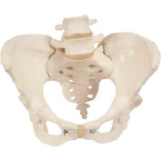 3B® Anatomical Model - Female Pelvic Skeleton with Movable Femur Heads