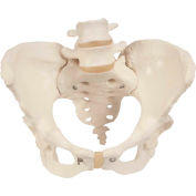 3B&#174; Anatomical Model - Female Pelvic Skeleton with Movable Femur Heads
