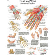 3B&#174; Anatomical Chart - Hand & Wrist, Sticky Back