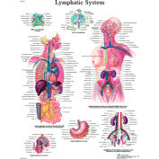 3B&#174; Anatomical Chart - Lymphatic System, Laminated