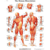 3B&#174; Anatomical Chart - Musculature, Laminated