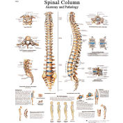 3B&#174; Anatomical Chart - Spinal Column, Paper